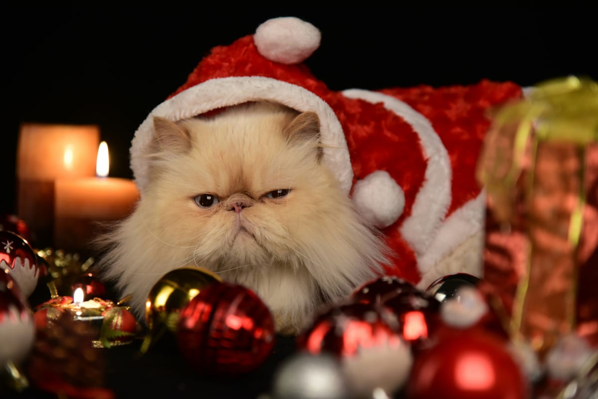 Grumpy cat in a santa hat